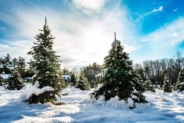 Fresh snow from a winter storm covers hundreds of sapling and growing fir trees that line a field at Harrod Tree Farm in Shirley, Mass. on Dec. 6, 2020.