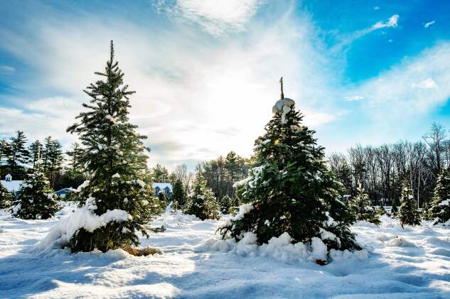 Fresh snow from a winter storm covers hundreds of sapling and growing fir trees that line a field at Harrod Tree Farm in Shirley, Mass. on Dec. 6, 2020. 