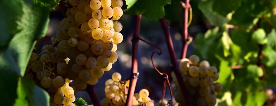 Giumarra Vineyards Defeats 34m Lawsuit Over Pension Liability