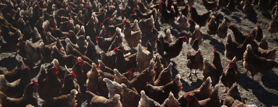 Tax Court Upholds Some Research Expenses for Chicken Producer