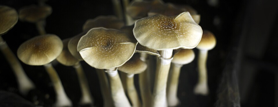 Texas the Latest State to Legalize Psychedelic Medical Research