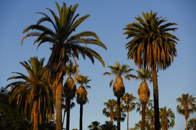 Palm trees stand around the Echo Park Lake at sunset in Los Angeles.