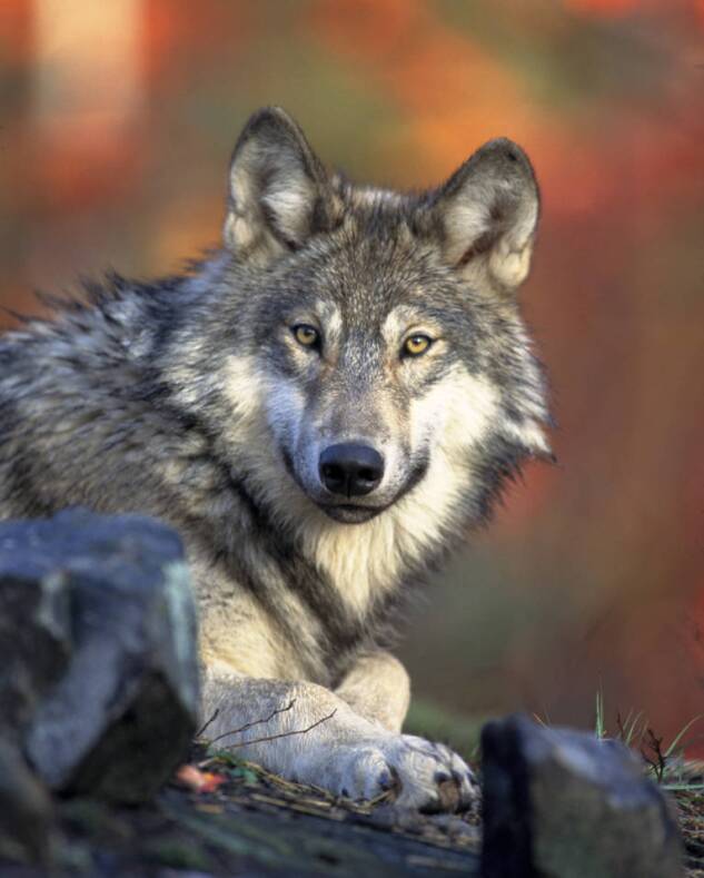 Gary Kramer/US Fish and Wildlife Service 
Gray Wolf