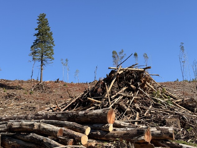 A federal timber sale on Bureau of Land Management land in Oregon in October 2025. 