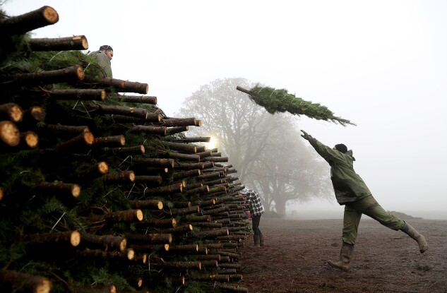 A worker at Holiday Tree Farms throws a freshly harvested Christmas tree onto a pile of trees that are ready to be shipped at the Beaver Creek shipping yard on Nov. 18, 2017 in Philomath, Ore.