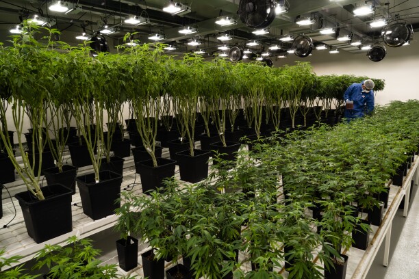 cannabis ads