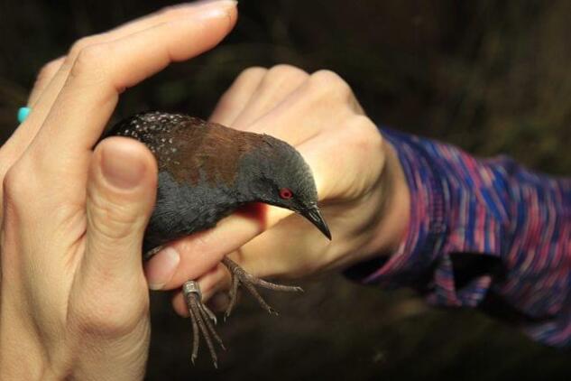 An endangered eastern black rail is banded for tracking.