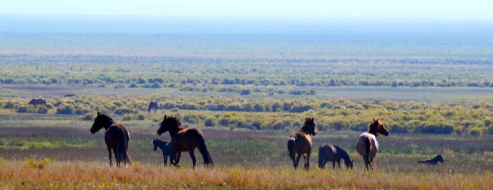 Horse Roundups in Utah, Nevada Need Judicial Review, Group Says Horse Roundups in Utah, Nevada Need Judicial Review, Group Says