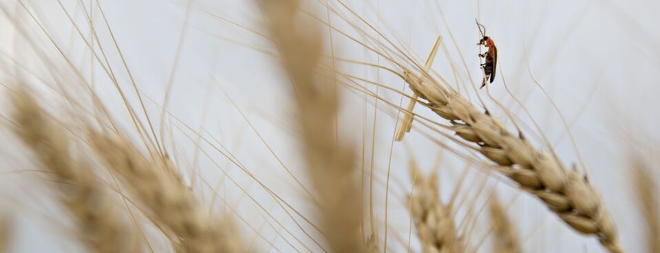 Fireflies Face Extinction Threats From Habitat Loss, Pesticides